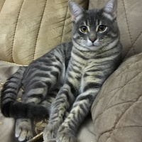 Tekir Kedi, Kedi  Smee fotoğrafı