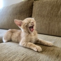 Sarman, Kedi  Şeftali fotoğrafı