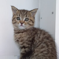 Scottish Fold, Kedi  Çorap fotoğrafı