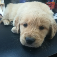 Golden Retriever, Köpek  Kaju fotoğrafı