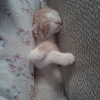 Tekir Kedi, Kedi  Şanslı  fotoğrafı