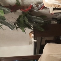 Tekir Kedi, Kedi  Şanslı  fotoğrafı