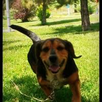 Dachshund (Sosis), Köpek  fındık fotoğrafı