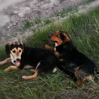 Dachshund (Sosis), Köpek  fındık fotoğrafı