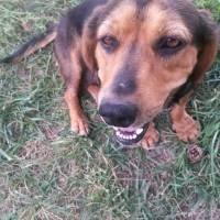 Dachshund (Sosis), Köpek  fındık fotoğrafı