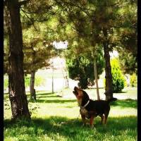 Dachshund (Sosis), Köpek  fındık fotoğrafı