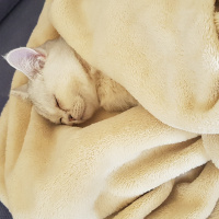 British Shorthair, Kedi  BONCUK fotoğrafı