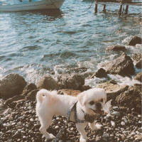 Tibetli Spaniel, Köpek  Çiko fotoğrafı
