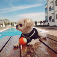 Tibetli Spaniel, Köpek  Çiko fotoğrafı