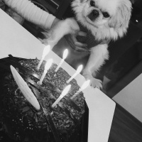 Tibetli Spaniel, Köpek  Çiko fotoğrafı