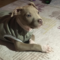 Amerikan Staffordshire Terrier, Köpek  Tyson fotoğrafı