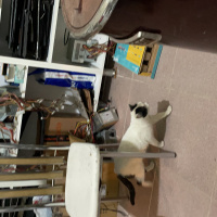 Tekir Kedi, Kedi  Pamuk fotoğrafı