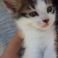 Tekir Kedi, Kedi  Minnoş fotoğrafı