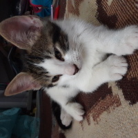 Tekir Kedi, Kedi  Minnoş fotoğrafı