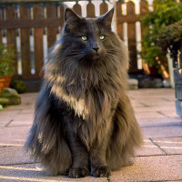 Tekir Kedi, Kedi  Minnoş fotoğrafı