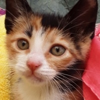 Tekir Kedi, Kedi  Minnoş fotoğrafı