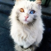 Tekir Kedi, Kedi  Minnoş fotoğrafı