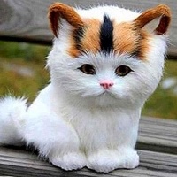 Tekir Kedi, Kedi  Minnoş fotoğrafı