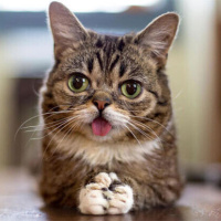Tekir Kedi, Kedi  Minnoş fotoğrafı