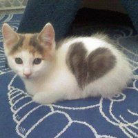 Tekir Kedi, Kedi  Minnoş fotoğrafı
