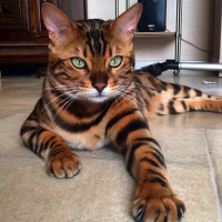 Tekir Kedi, Kedi  Minnoş fotoğrafı