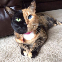 Tekir Kedi, Kedi  Minnoş fotoğrafı