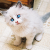 Tekir Kedi, Kedi  Minnoş fotoğrafı