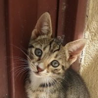 Tekir Kedi, Kedi  Minnoş fotoğrafı