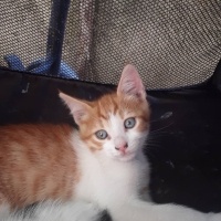 Tekir Kedi, Kedi  Minnoş fotoğrafı