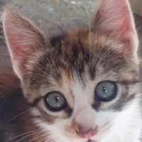 Tekir Kedi, Kedi  Minnoş fotoğrafı
