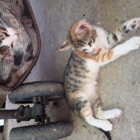 Tekir Kedi, Kedi  Minnoş fotoğrafı