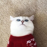Tekir Kedi, Kedi  Minnoş fotoğrafı