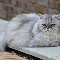 Tekir Kedi, Kedi  Minnoş fotoğrafı