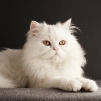 Tekir Kedi, Kedi  Minnoş fotoğrafı