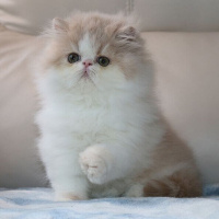 Tekir Kedi, Kedi  Minnoş fotoğrafı