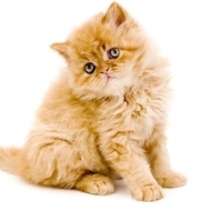 Tekir Kedi, Kedi  Minnoş fotoğrafı