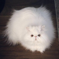 Tekir Kedi, Kedi  Minnoş fotoğrafı