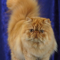 Tekir Kedi, Kedi  Minnoş fotoğrafı