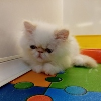 Tekir Kedi, Kedi  Minnoş fotoğrafı