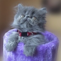 Tekir Kedi, Kedi  Minnoş fotoğrafı