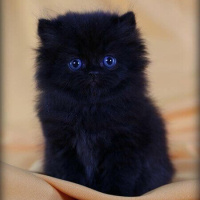 Tekir Kedi, Kedi  Minnoş fotoğrafı