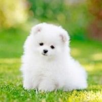 Tekir Kedi, Kedi  Minnoş fotoğrafı