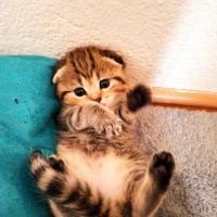 Tekir Kedi, Kedi  Minnoş fotoğrafı