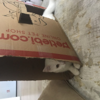 Ankara Kedisi, Kedi  Lusi fotoğrafı