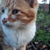 Tekir Kedi, Kedi  Gizli fotoğrafı