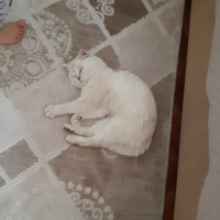 British Shorthair, Kedi  Salep fotoğrafı