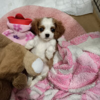 Cavalier King Charles Spanieli, Köpek  Köpük fotoğrafı