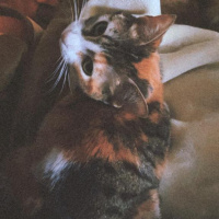 Soke, Kedi  karamel fotoğrafı