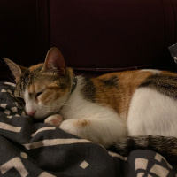 Soke, Kedi  karamel fotoğrafı