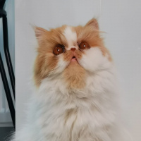 Exotic Shorthair, Kedi  Balım fotoğrafı